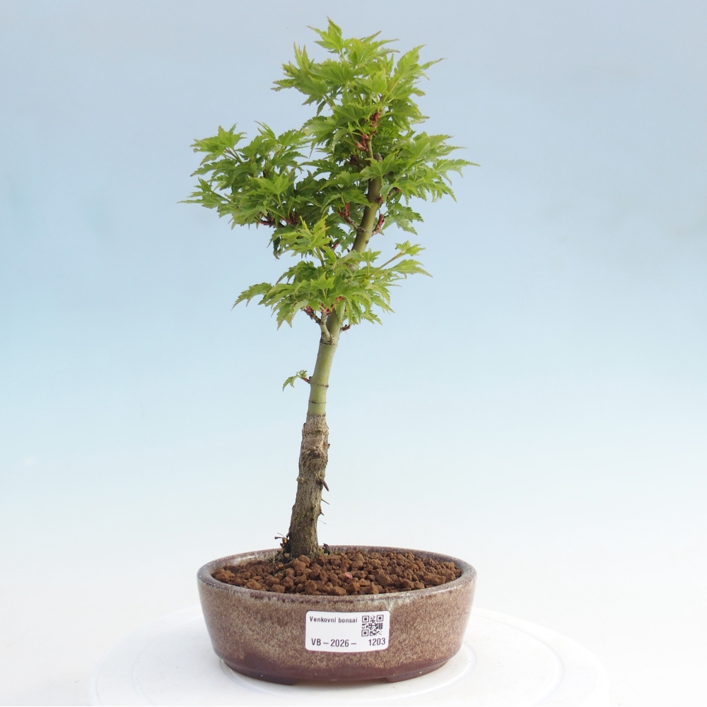 Kültéri bonsai -Javor pálma Acer palmatum Shishigashira
