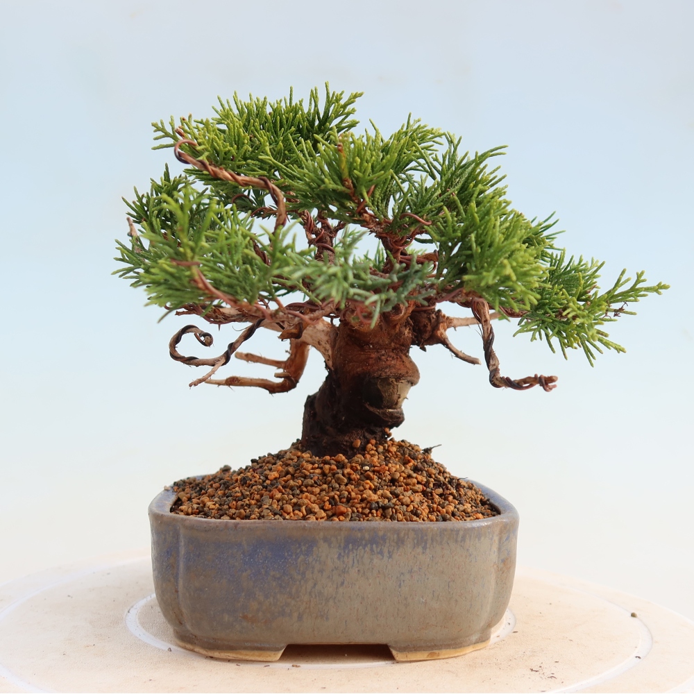 Kültéri bonsai - Juniperus chinensis Itoigawa