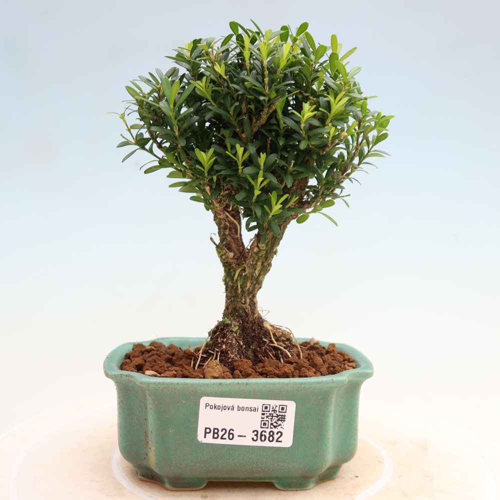 Szobai bonsai - Buxus harlandii - parafa buxus