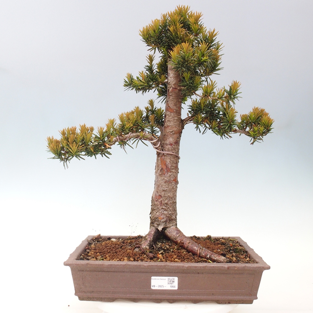 Kültéri bonsai - Taxus cuspidata - japán tiszafa