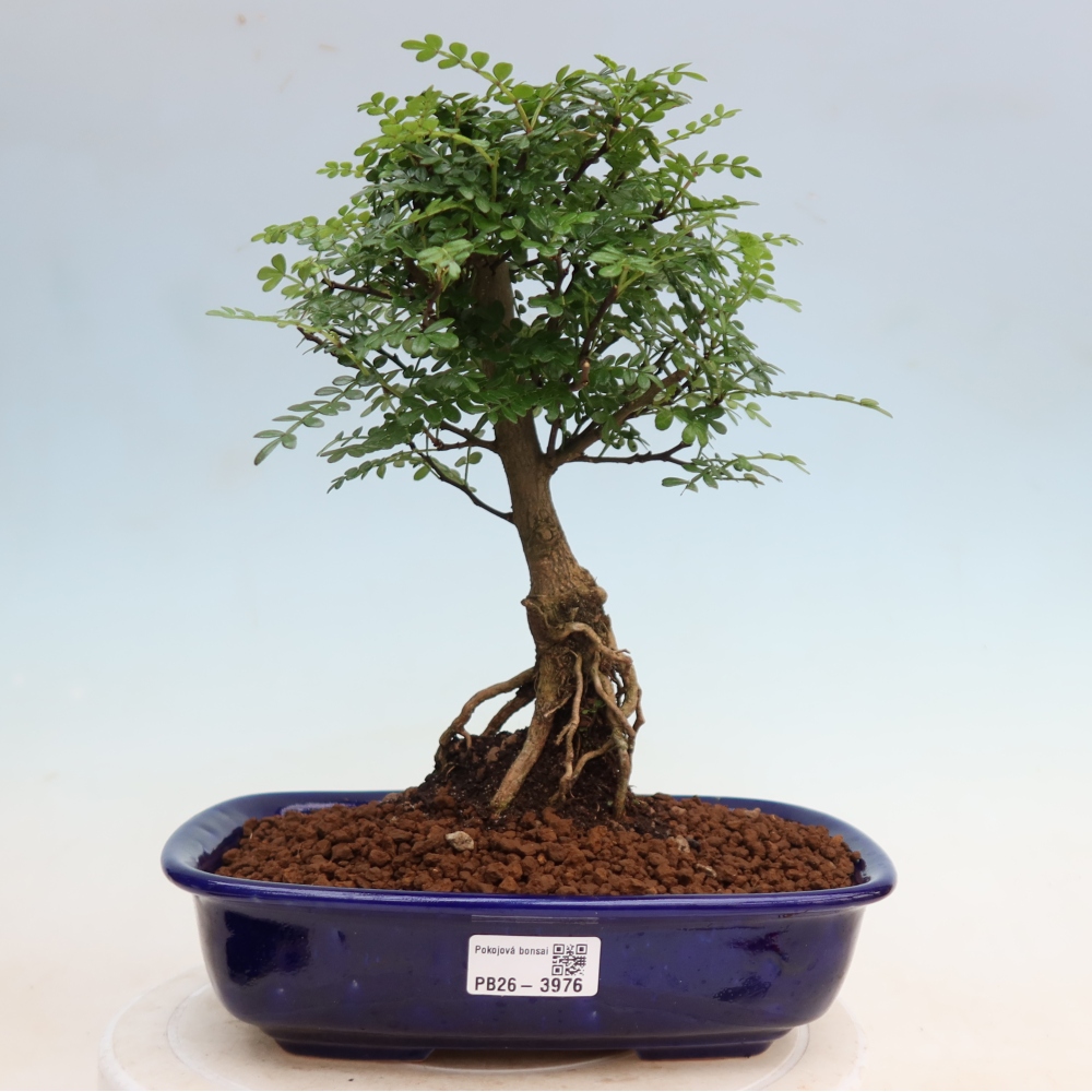 Szobai bonsai - Zantoxylum piperitum - borsfa