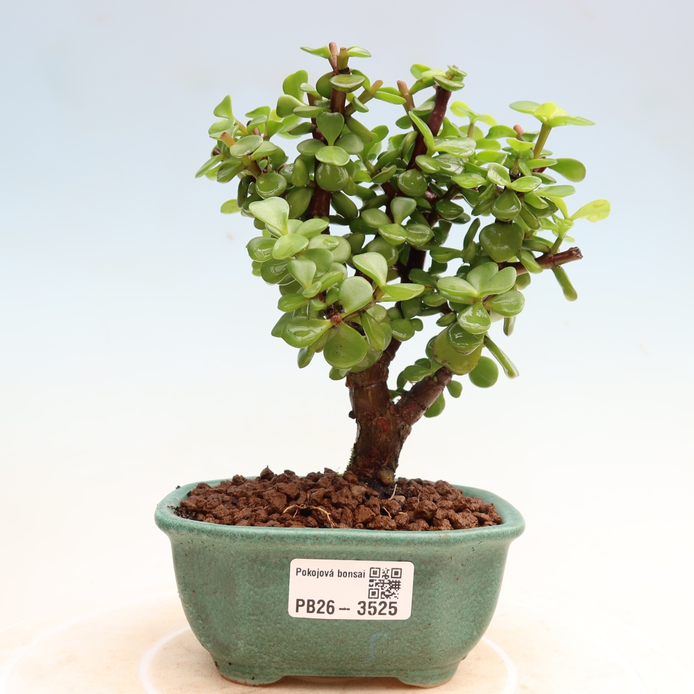 Szoba bonsai - Portulakaria Afra - Tlustice