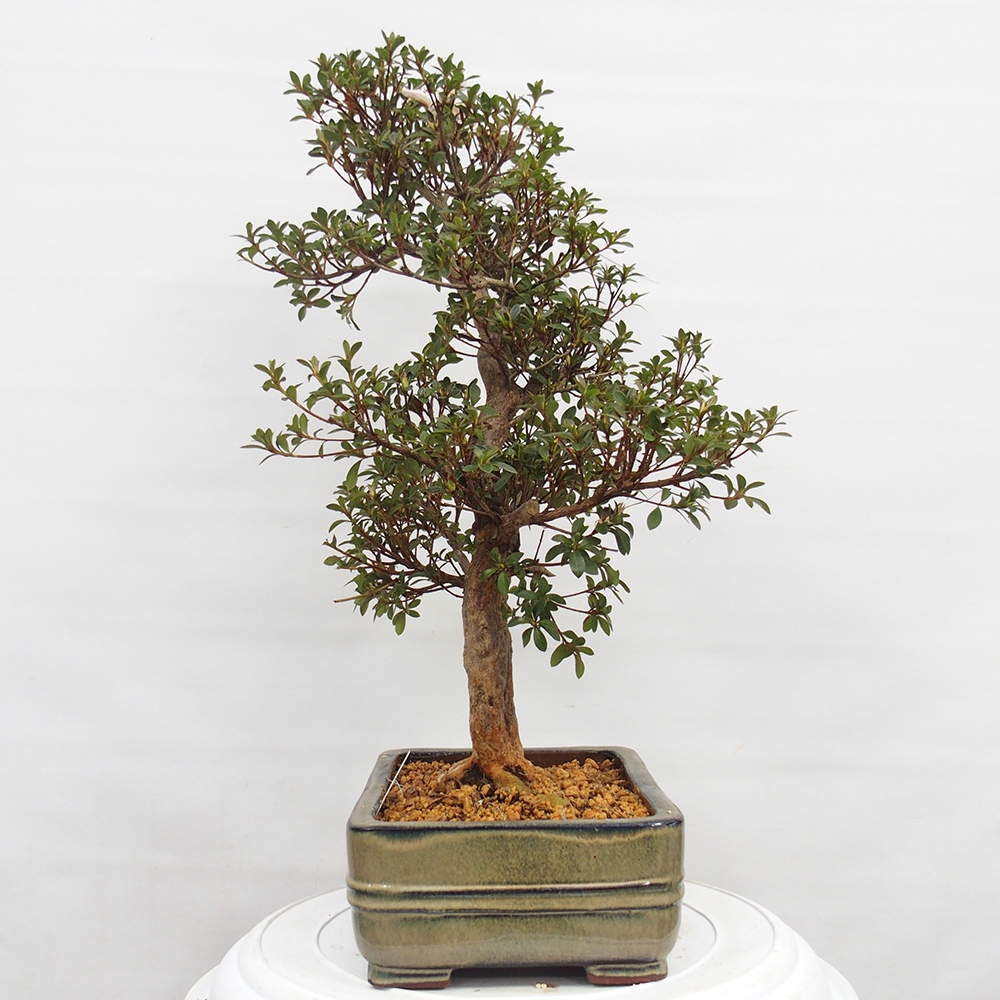 Kültéri bonsai - Japán azálea - Azalea Hanatsuzuri