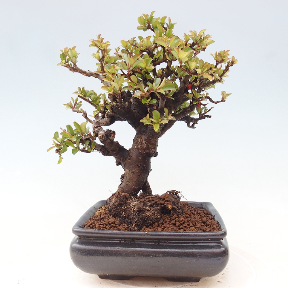 Kültéri bonsai - Chaneomeles speciosa - birs