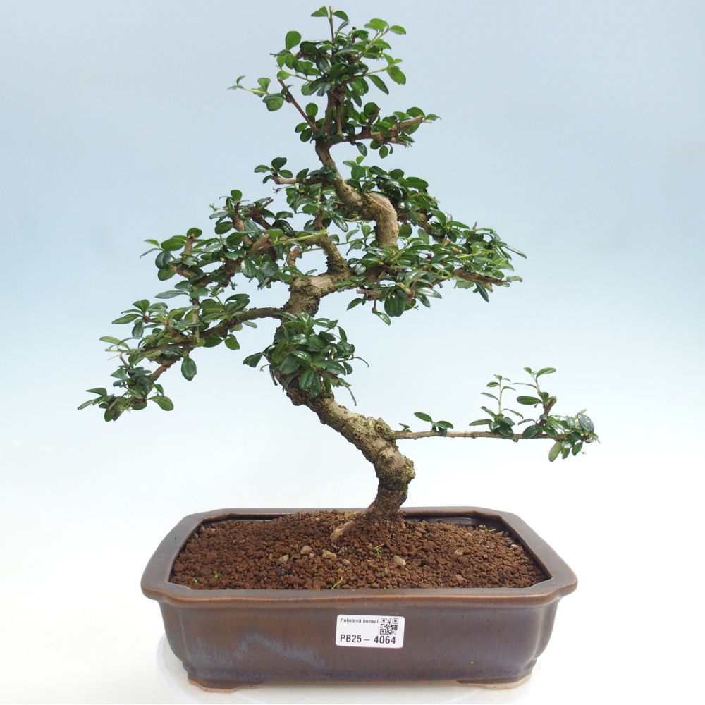 Szobai bonsai - Carmona macrophylla - Tea fuki