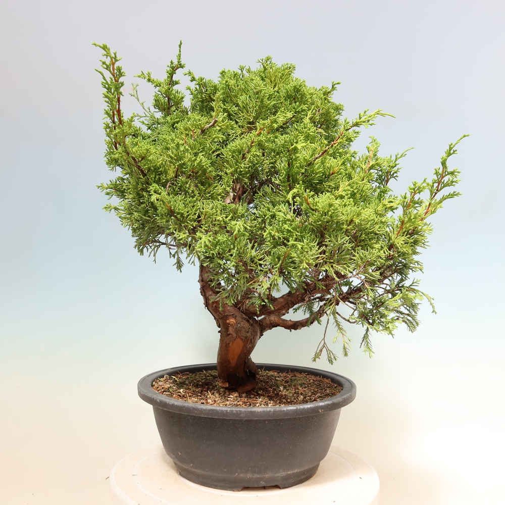 Kültéri bonsai - Juniperus chinensis Itoigawa-Juniperus chinensis