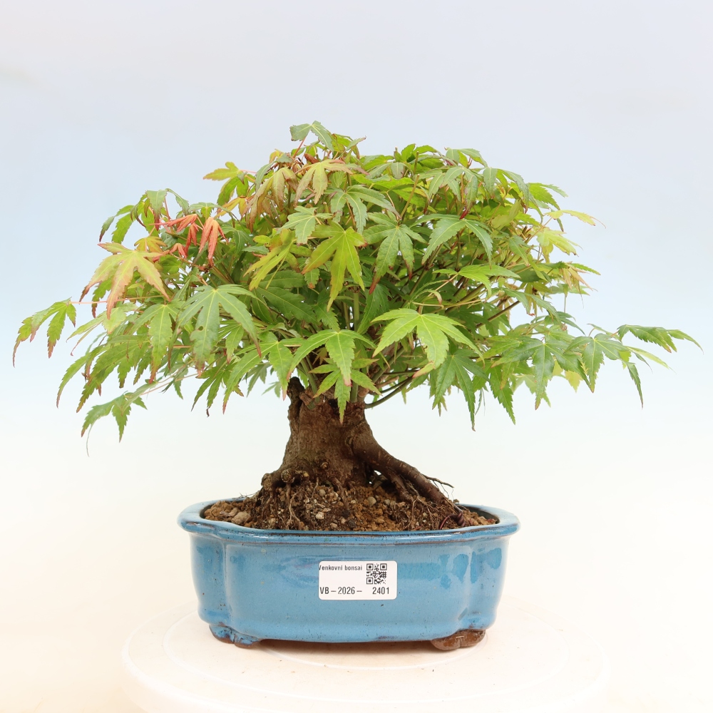 Kültéri bonsai - Juhar Burger - Acer Burgerianum