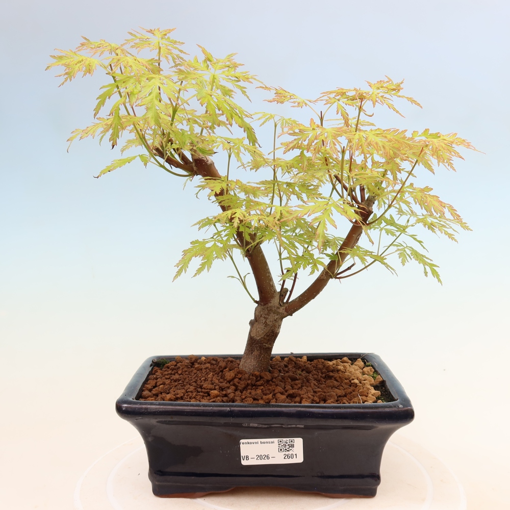Kültéri bonsai - Acer palmatum Dissectum