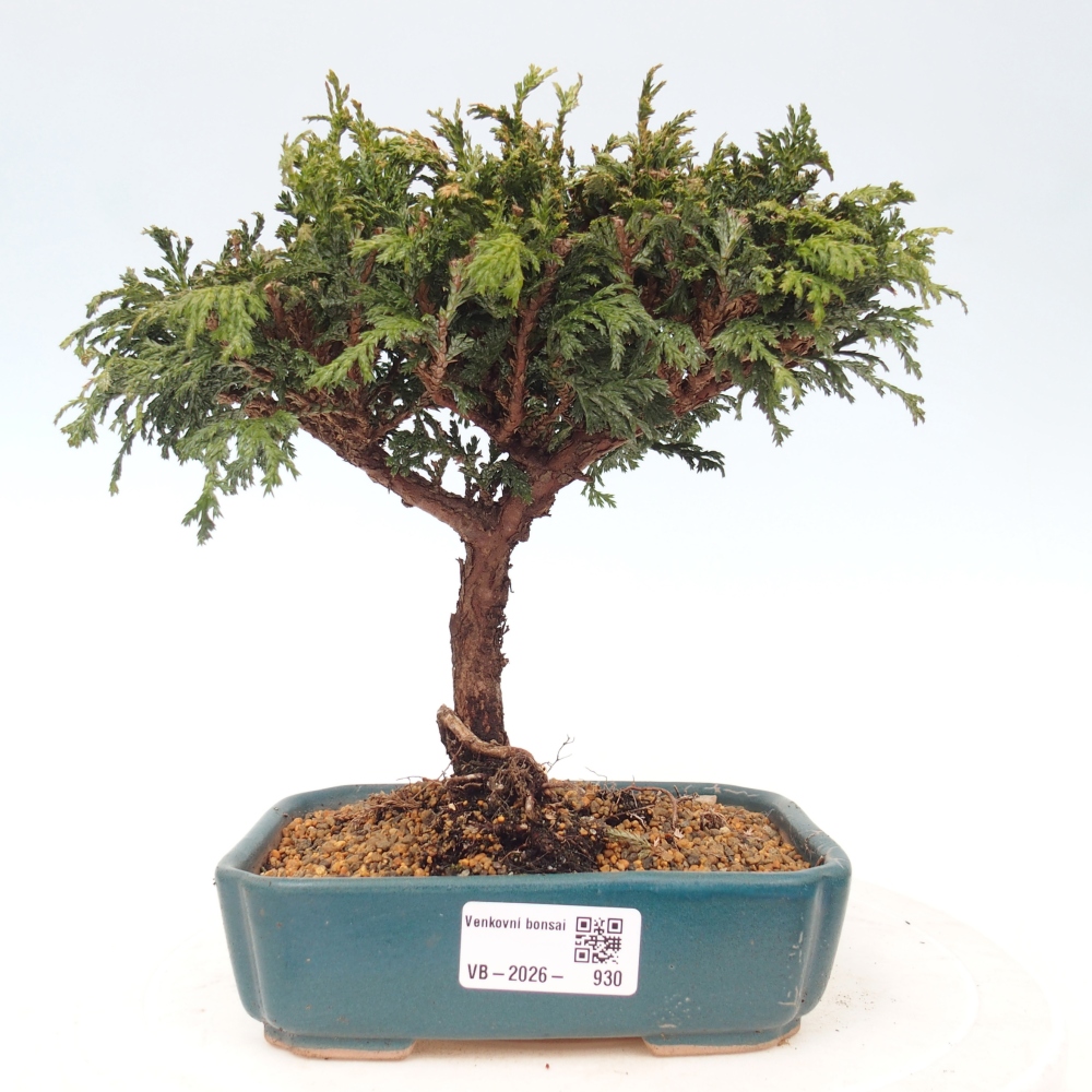 Kültéri bonsai - Cham.pis Parslori - ciprus