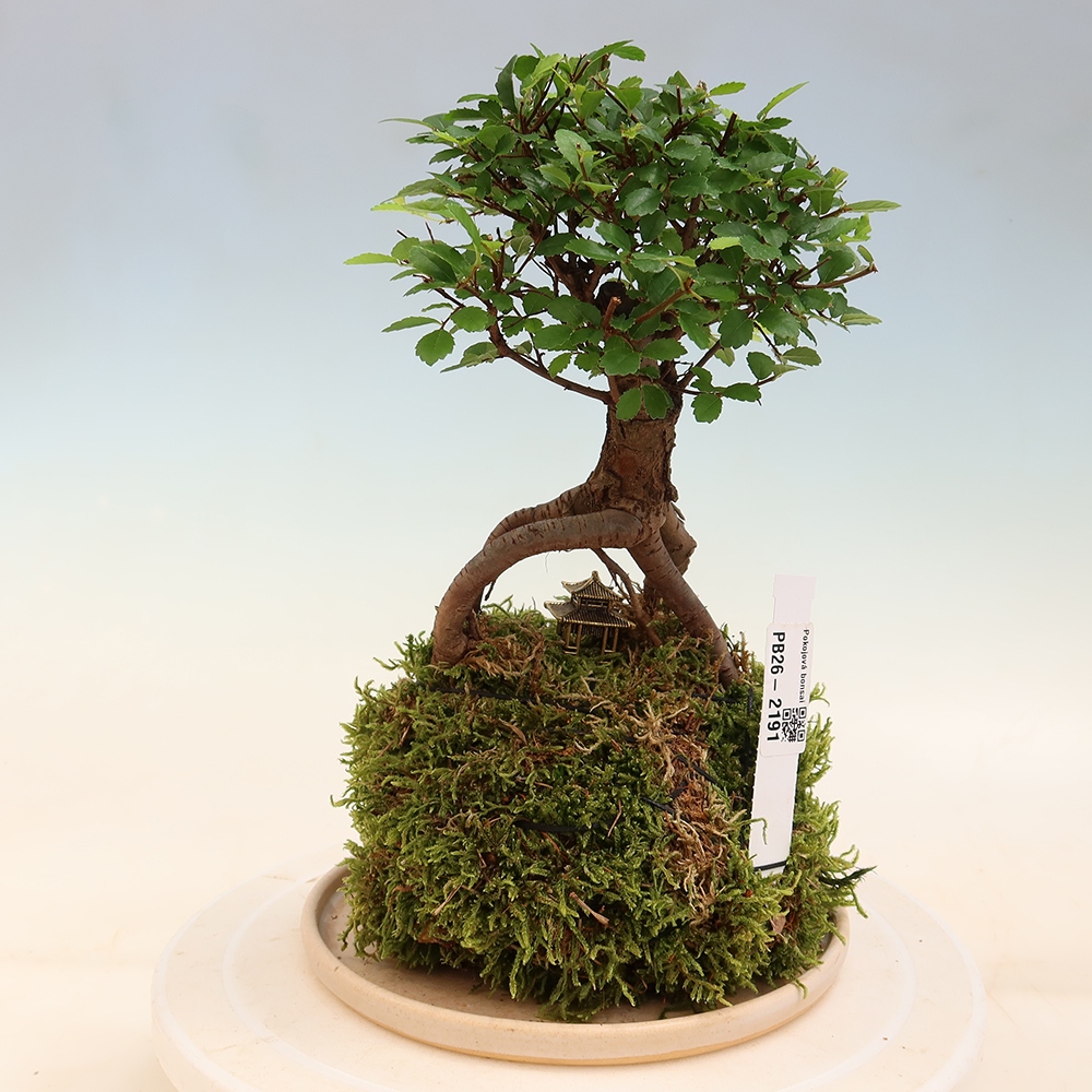 Kokedama alátéttel – Ulmus parvifolia – kicsilevelű szil