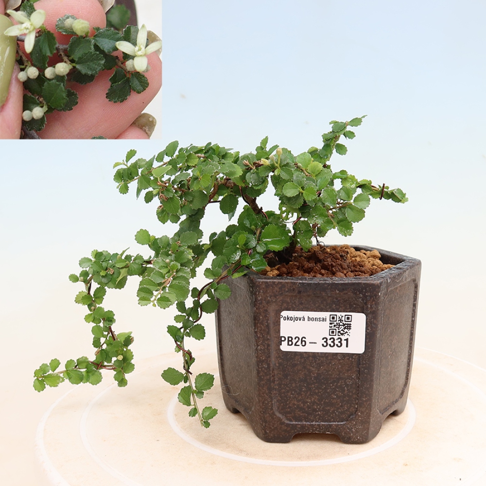 Szobai bonsai - Grewia sp. - Grewia malafolia