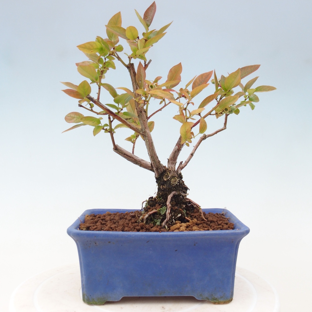Kültéri bonsai - Kanadai áfonya - Vaccinium corymbosum