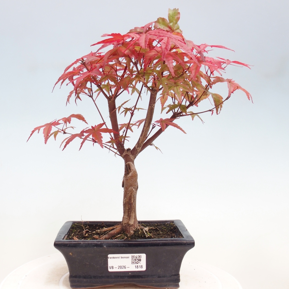 Kültéri bonsai - Acer palmatum DESHOJO