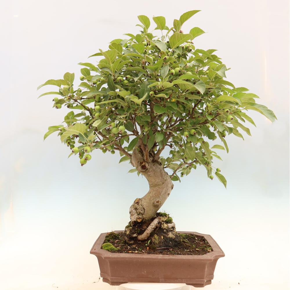 Kültéri bonsai -Malus halliana - Kis gyümölcsű almafa