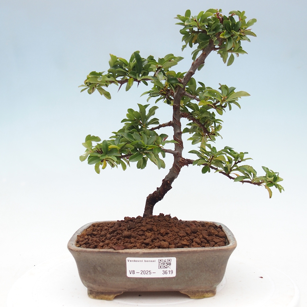 Kültéri bonsai-Pyracantha Teton - Hlox