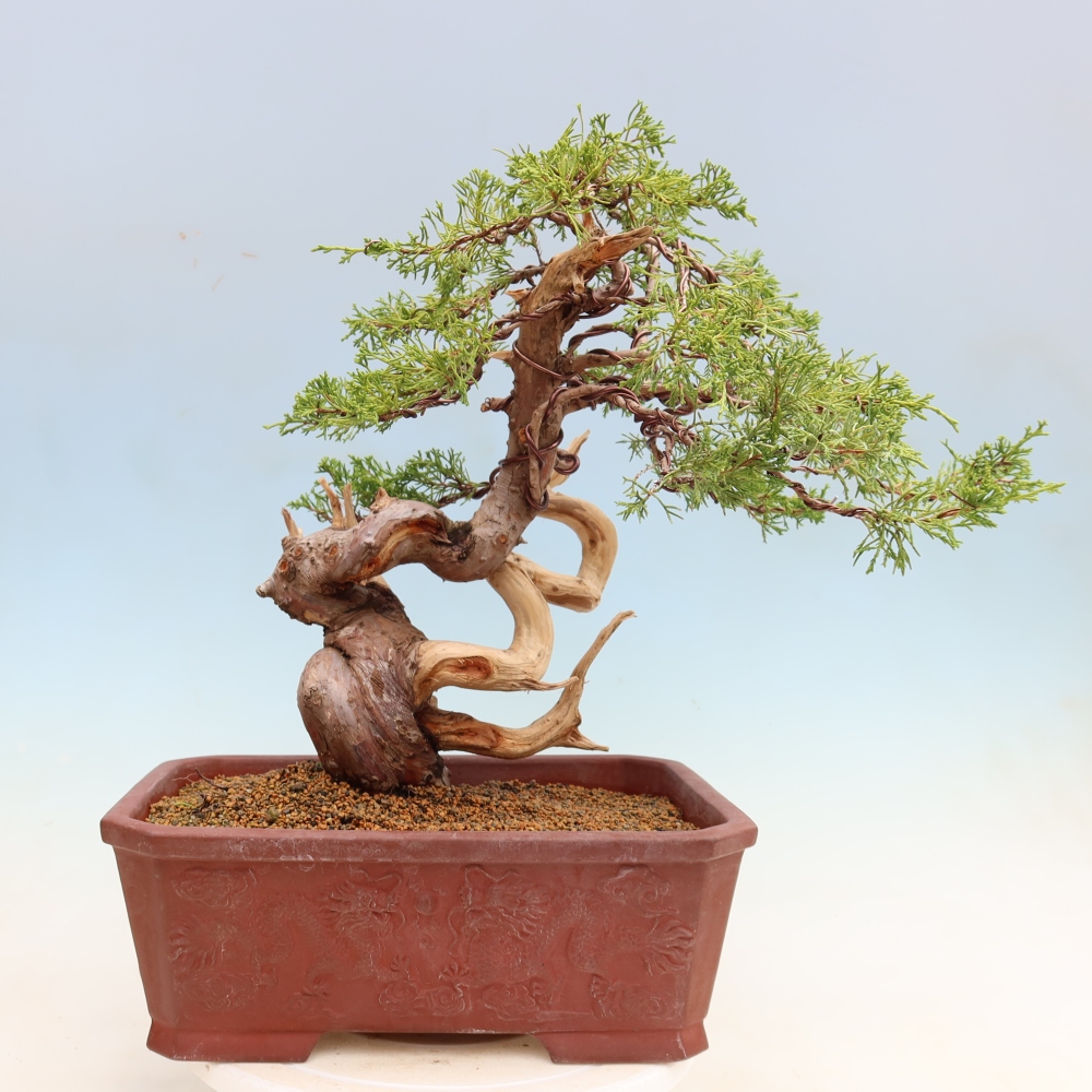 Kültéri bonsai - Juniperus chinensis Itoigawa-Juniperus chinensis