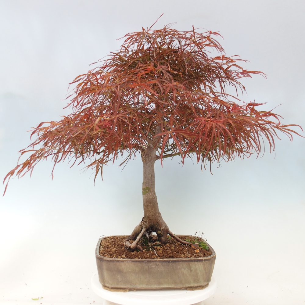 Kültéri bonsai - Acer palmatum RED PYGMY