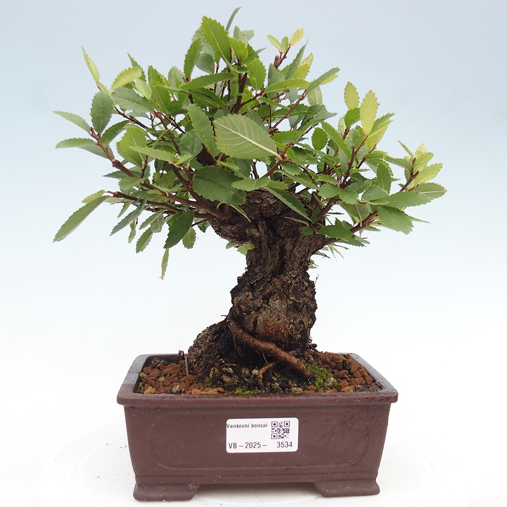 Kültéri bonsai - Zelkova - Zelkova NIRE
