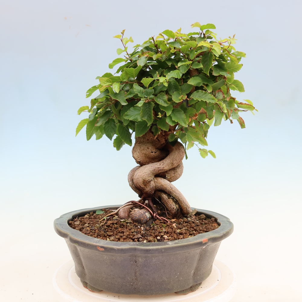Kültéri bonsai -Carpinus Coreana - Koreai gyertyánfa