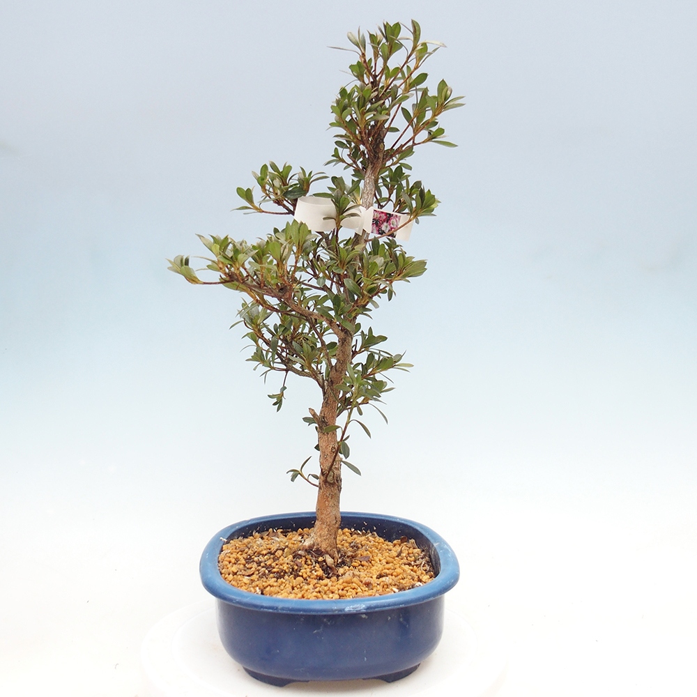 Kültéri bonsai - Japán azálea - Azalea Reiko