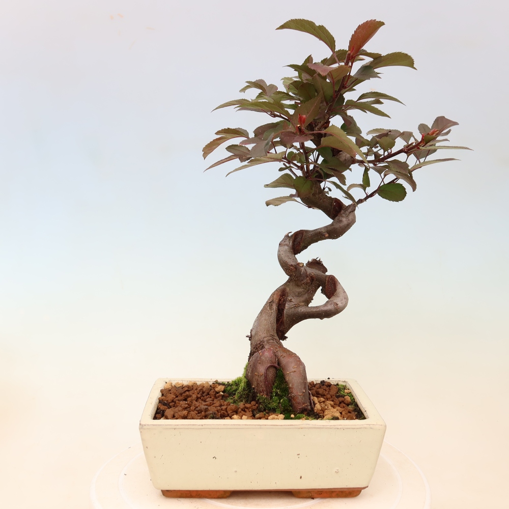 Kültéri bonsai -Malus domestica - Kis gyümölcsű piros levelű almafa