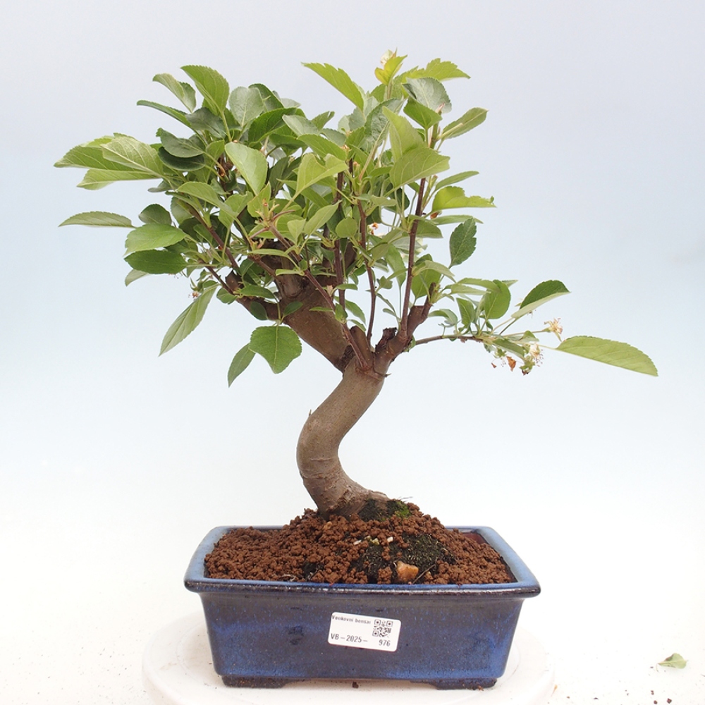 Kültéri bonsai -Malus halliana - Kis gyümölcsű almafa