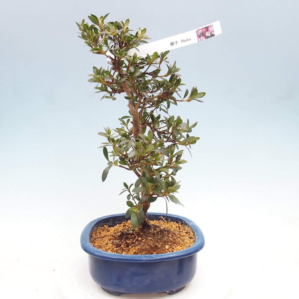 Kültéri bonsai - Japán azálea - Azalea Reiko