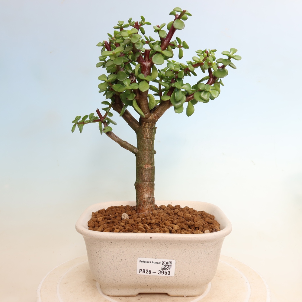 Szoba bonsai - Portulakaria Afra - Tlustice