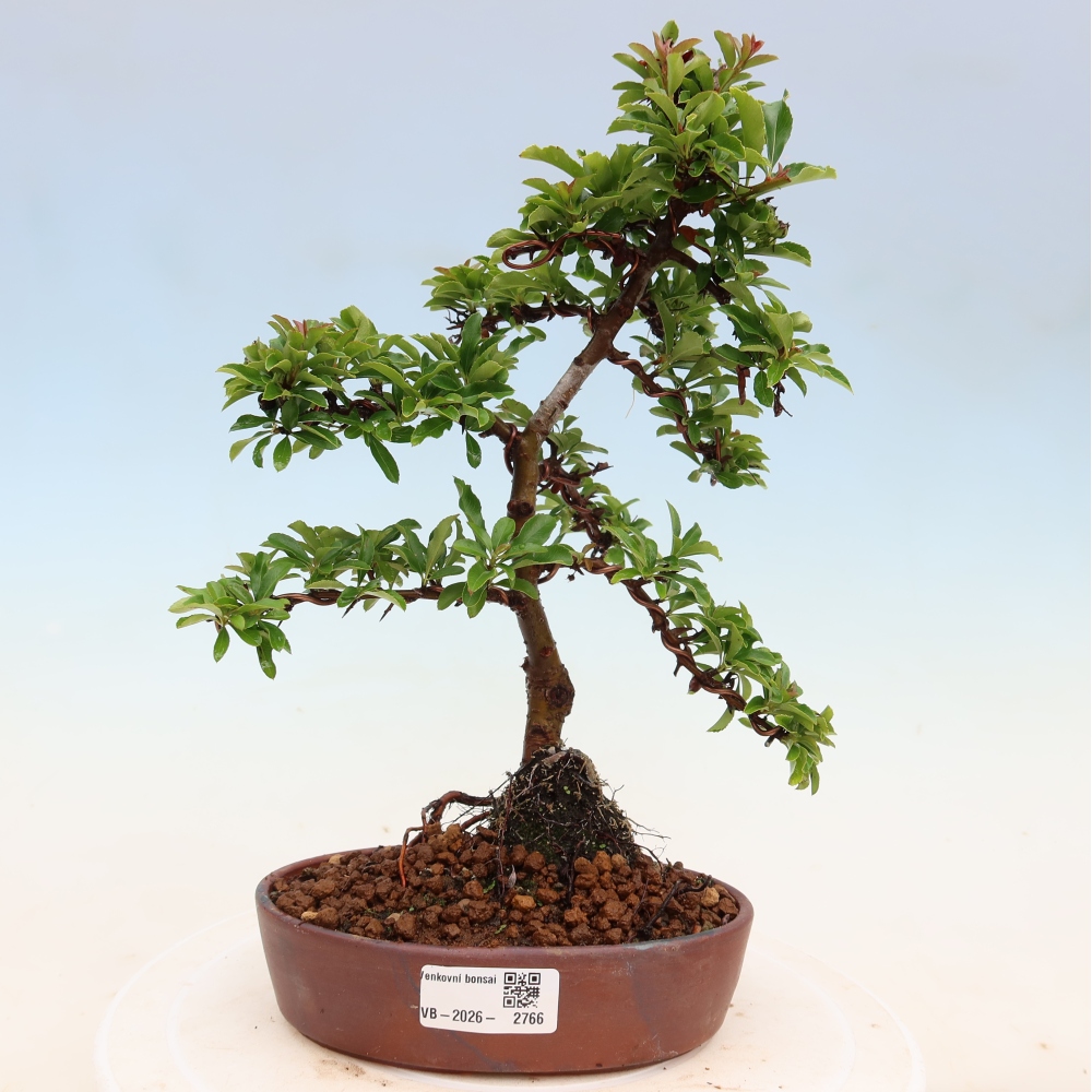 Kültéri bonsai – Pyracantha teton – Vörös tűszem