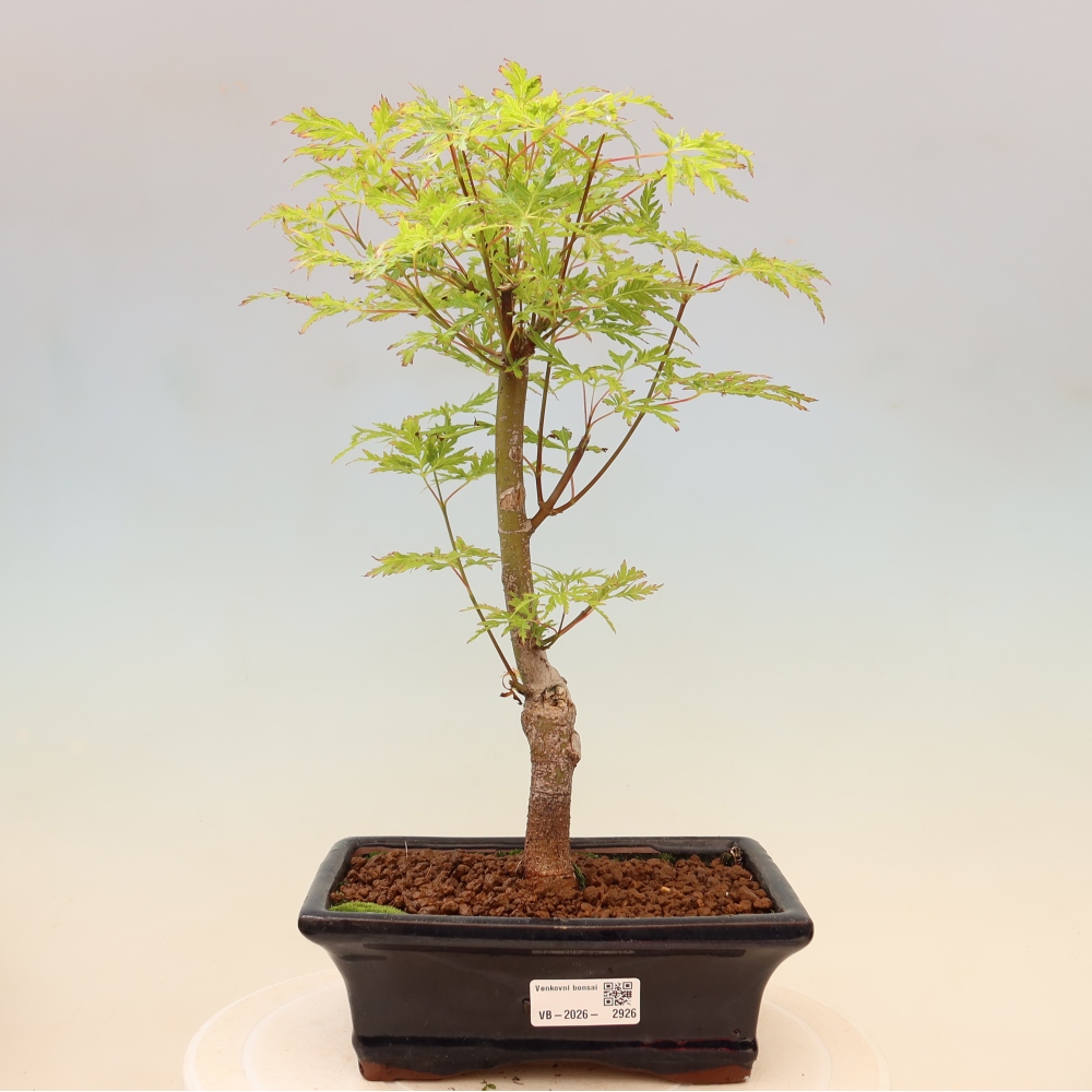 Kültéri bonsai - Acer palmatum Dissectum