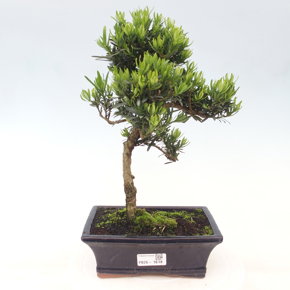 Szobai bonsai - Podocarpus - Kőtiszafa
