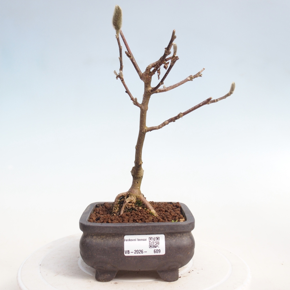 Kültéri bonsai - Magnolia stellata