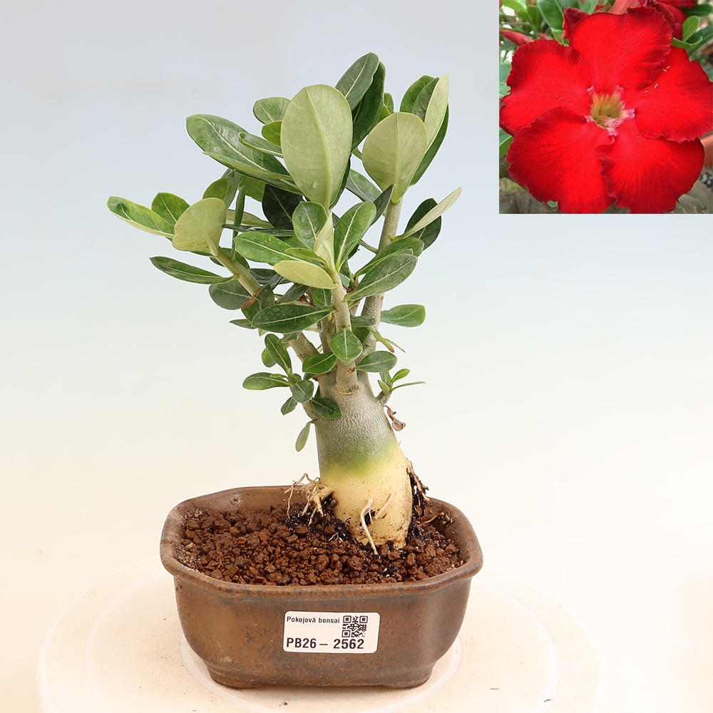 Szobabonsai – Adenium obesum Red Star – Sivatagi rózsa