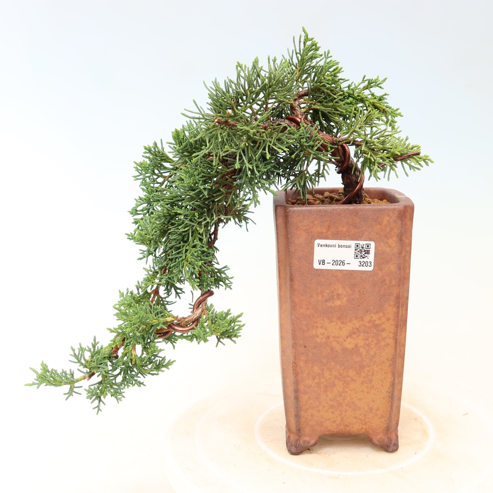 Kültéri bonsai - Juniperus chinensis Kishu