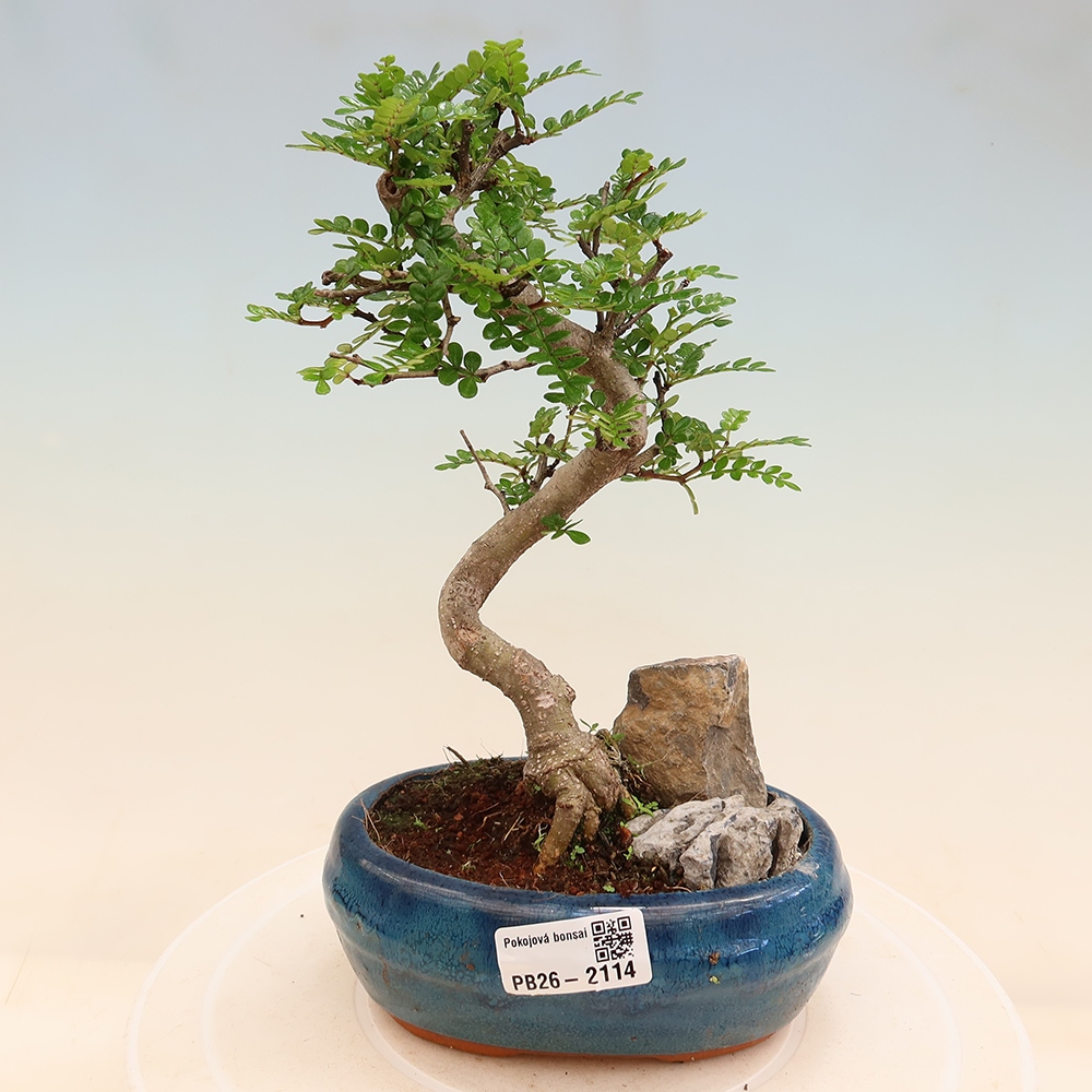 Szobai bonsai - Zantoxylum piperitum - borsfa