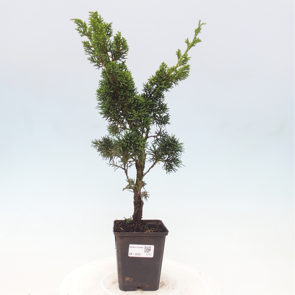 Kültéri bonsai - Juniperus chinensis Kishu