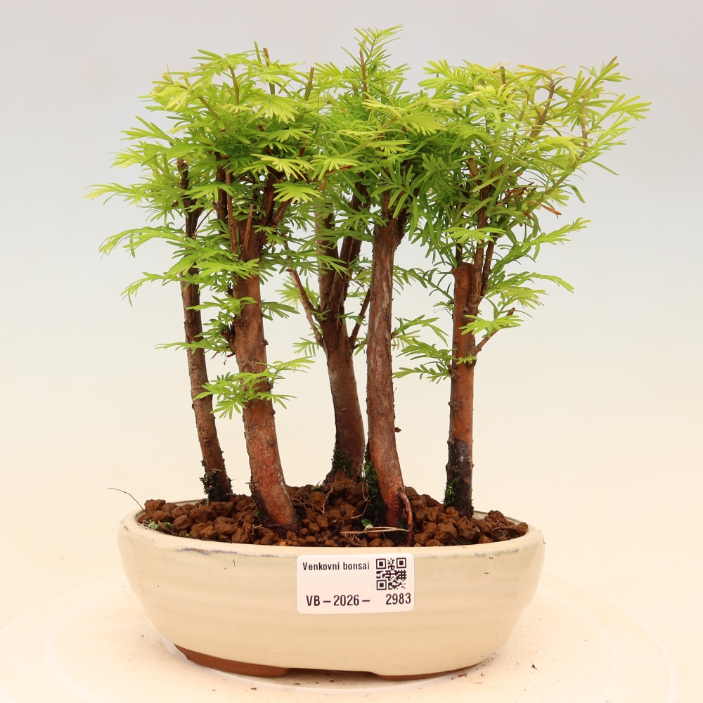 Kültéri bonsai – Metasequoia glyptostroboides – kínai metasequoia – kis erdő