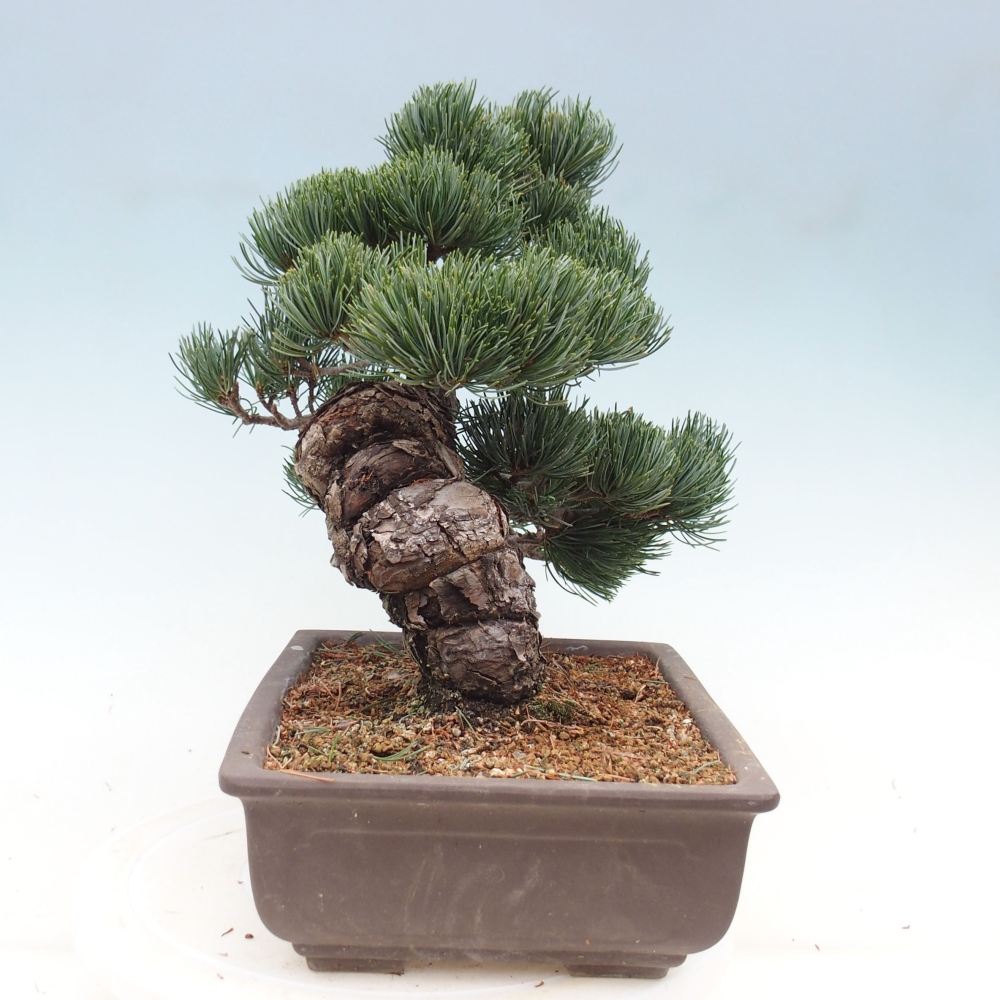 Kültéri bonsai - Pinus parviflora - Pinus parviflora