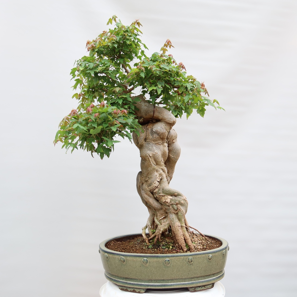 Kültéri bonsai - Juhar Burger - Acer Burgerianum