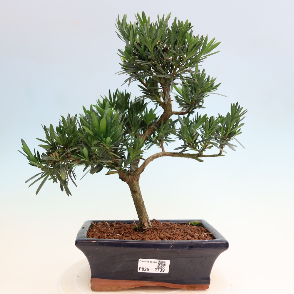 Szobai bonsai - Podocarpus - Kőtiszafa