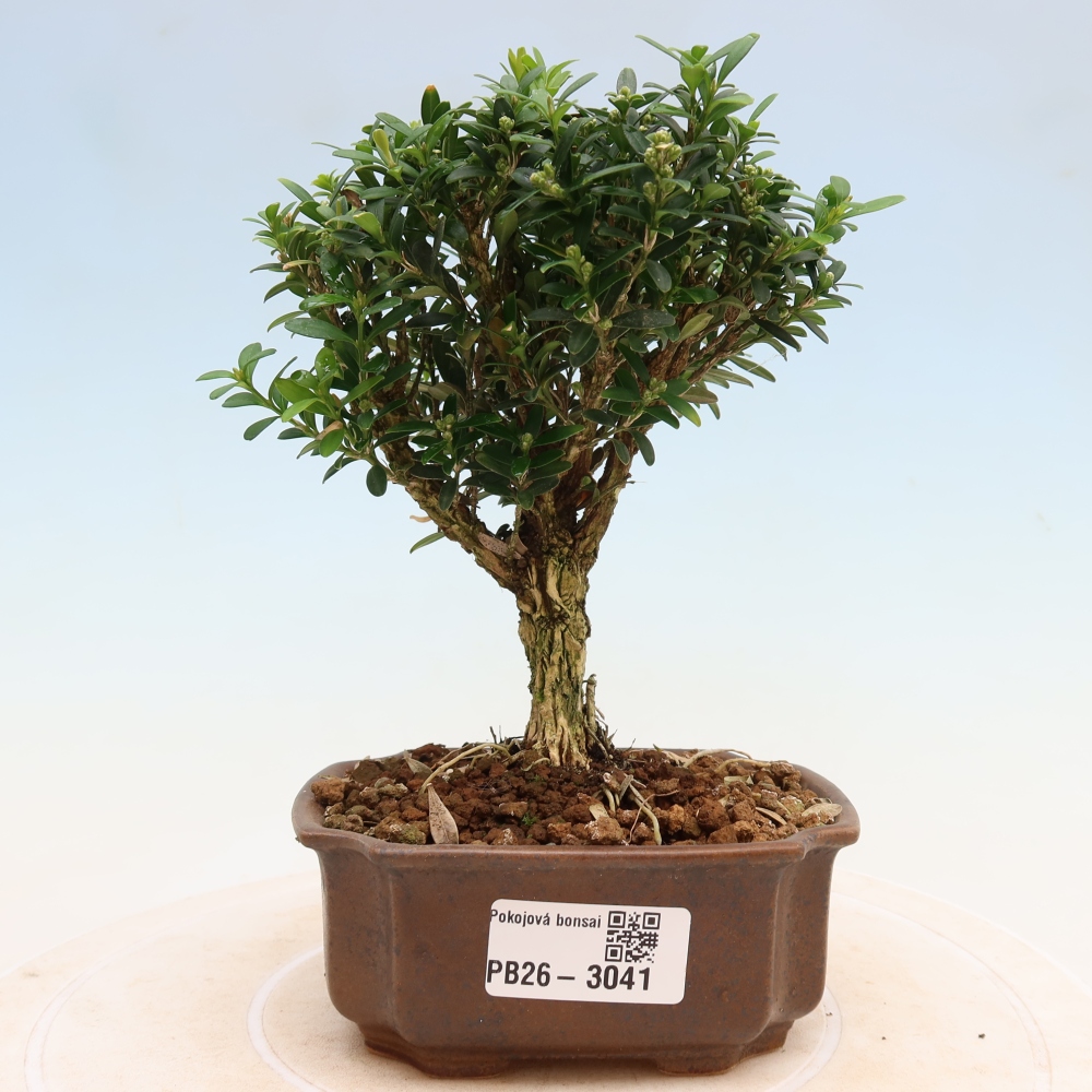 Szobai bonsai - Buxus harlandii - parafa buxus