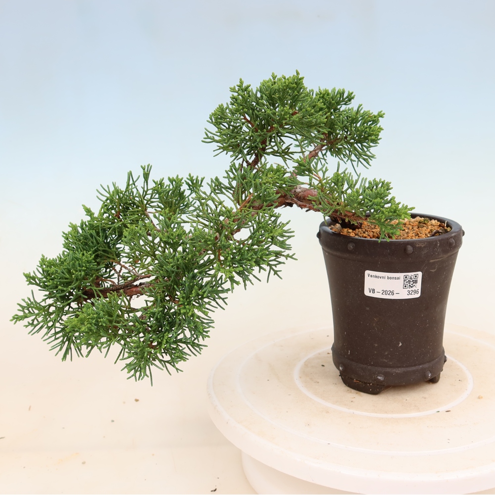 Kültéri bonsai - Juniperus chinensis Kishu