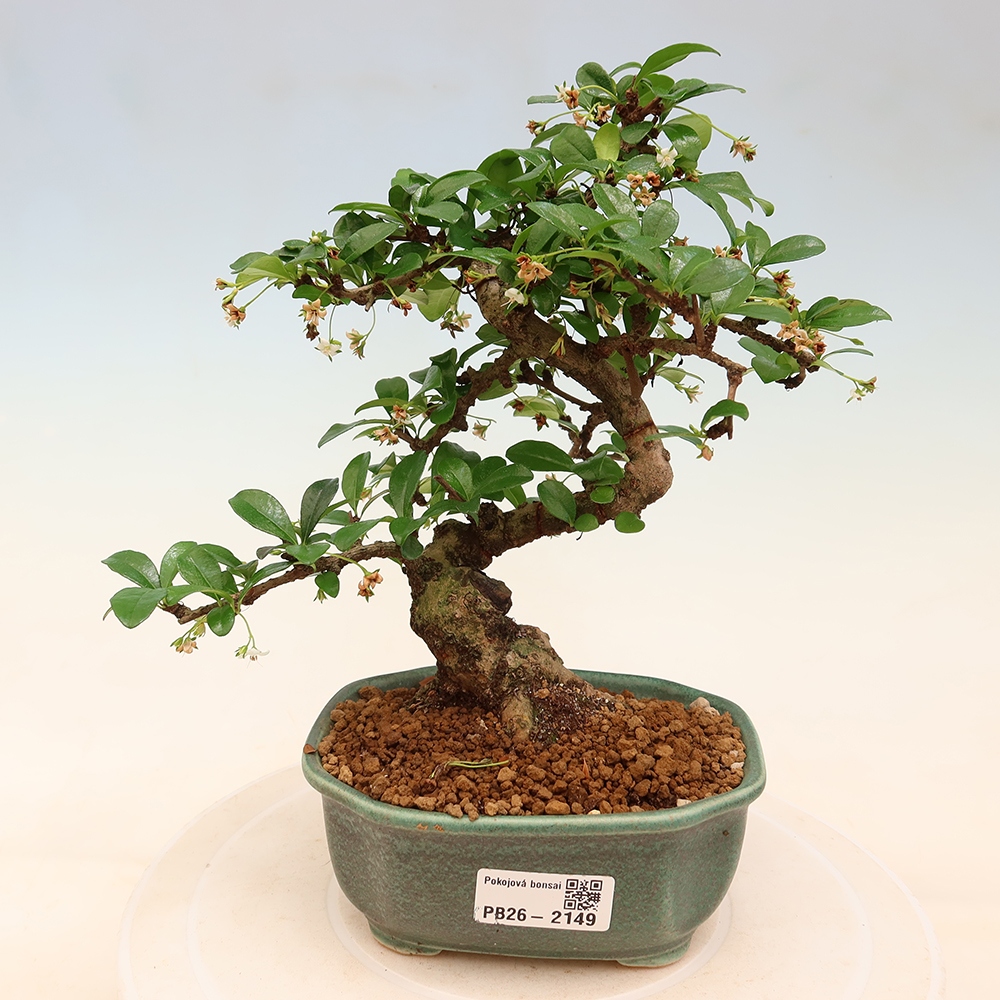 Szobai bonsai - Carmona macrophylla - Tea fuki