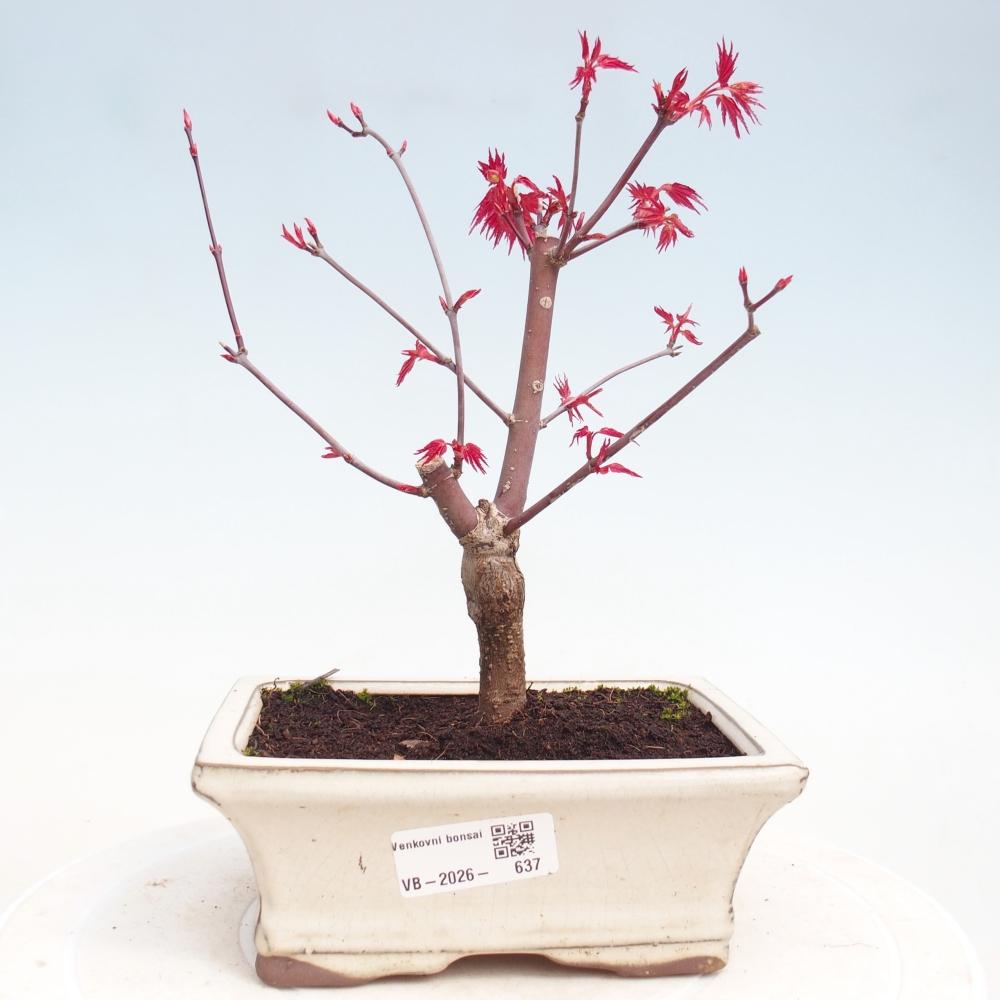 Kültéri bonsai - Acer palmatum DESHOJO