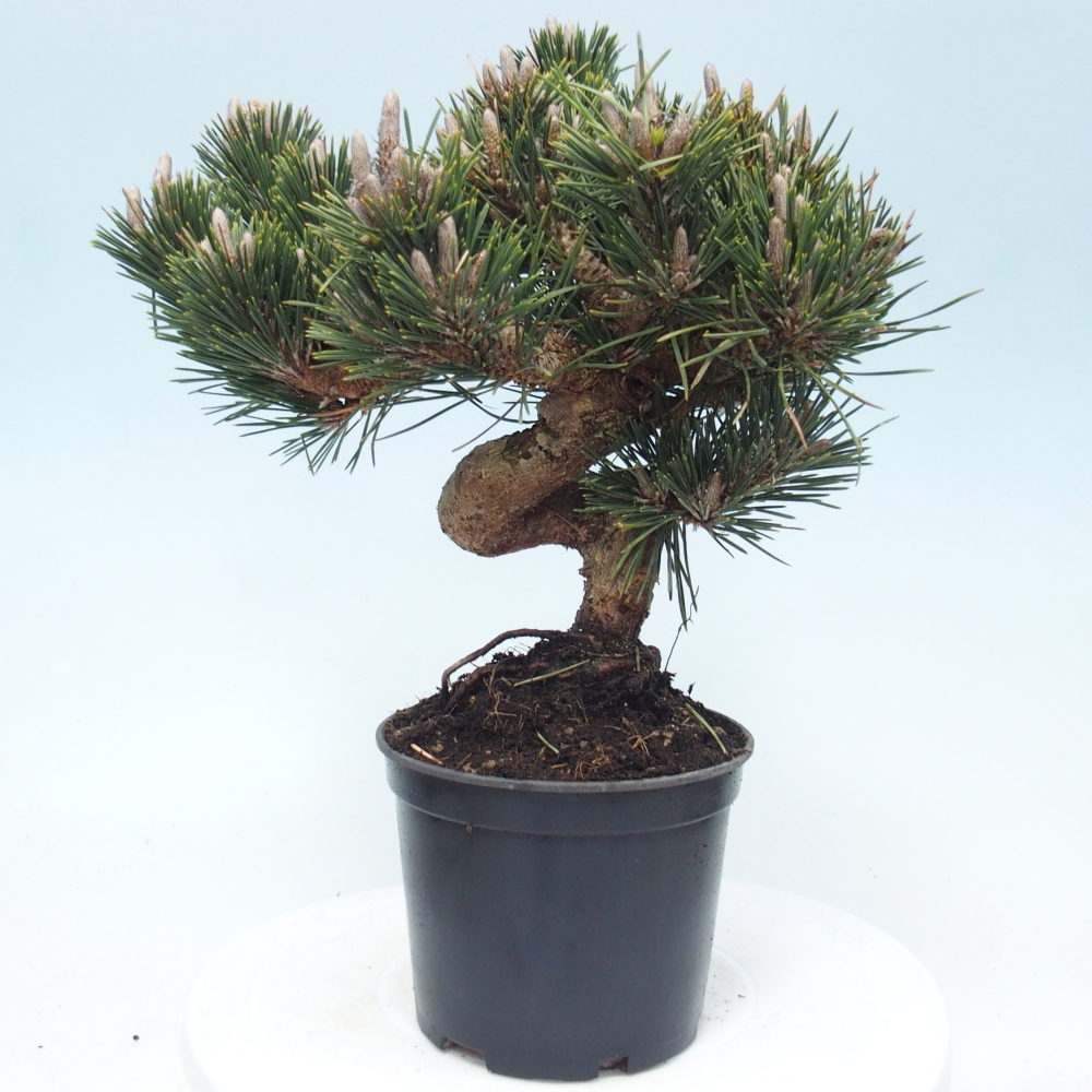 Kültéri bonsai - Pinus thunbergii senjyumaru - Thunberg fenyő