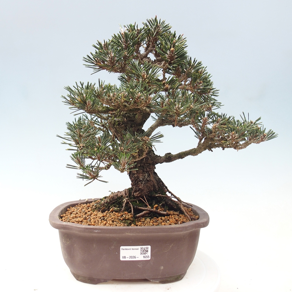 Kültéri bonsai - Pinus thunbergii Kotobuki - Thunberg fenyő