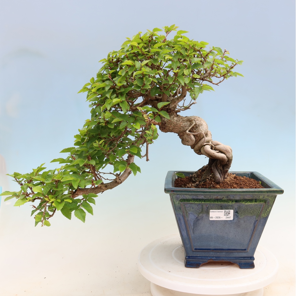 Kültéri bonsai -Carpinus Coreana - Koreai gyertyánfa