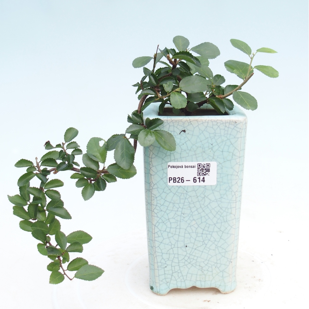 Beltéri bonsai - Grewia occidentalis - Levendula csillaghal