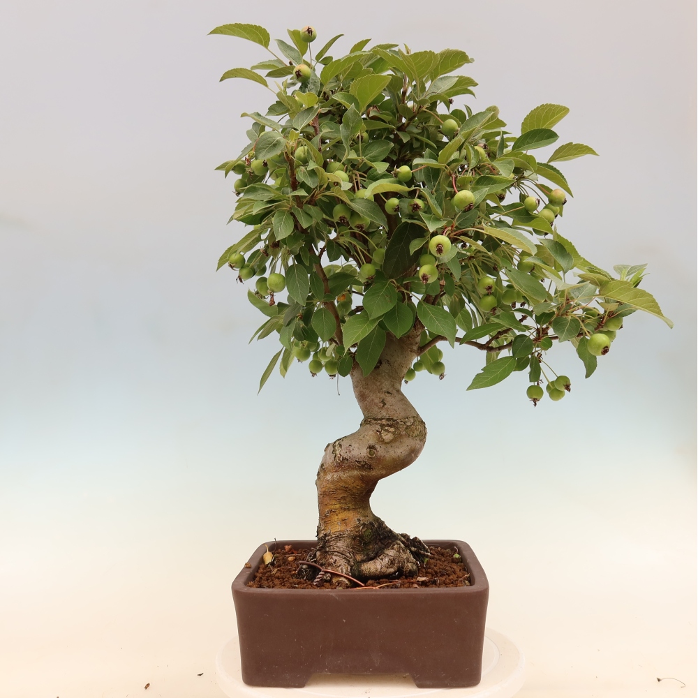 Kültéri bonsai -Malus halliana - Kis gyümölcsű almafa