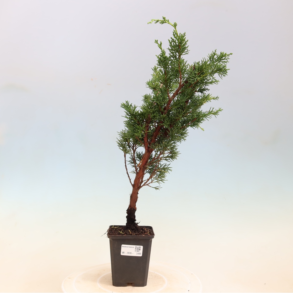Kültéri bonsai - Juniperus chinensis Kishu
